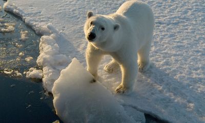 Video: Bị gấu Bắc Cực rượt đuổi, đoàn thám hiểm phải leo lên xác may bay cũ để trốn