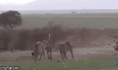 Video: Bị linh cẩu “xử” phũ phàng, sư tử muối mặt cúp đuôi bỏ chạy 