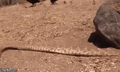 Video: Đứng trước kẻ thù này, rắn đuôi chuông “tắt điện” ngay lập tức