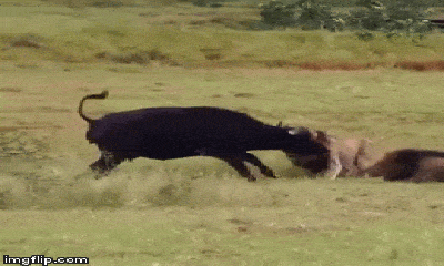 Video: Trâu mẹ điên cuồng chiến đấu với sư tử để bảo vệ con non 