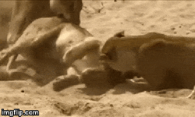 Video: Kinh hoàng cảnh sư tử rầm rập kéo quân bao vây cắn xé đồng loại không thương tiếc