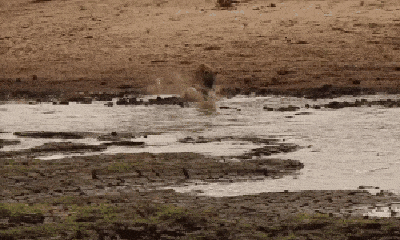 Video: Thức ăn khan hiếm, linh cẩu lao mình xuống hồ nước nhỏ bắt cá bị mắc cạn