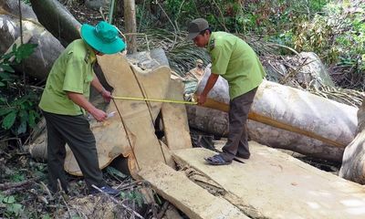Phú Yên: Bị kiểm lâm phát hiện, lâm tặc bỏ lại đồ nghề cùng gỗ quý, tháo chạy thoát thân