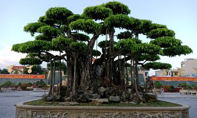 Cây sanh cổ ở Thanh Hóa được khách Nhật định giá hơn 20 triệu USD khiến nhiều người choáng váng