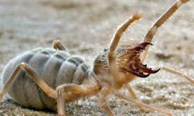 Video: Cảnh cảnh sinh vật săn mồi hung dữ, nửa giống nhện nửa như bọ cạp