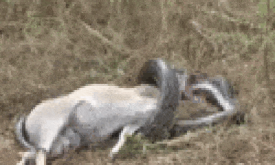 Video: Tham lam muốn nuốt trọn linh dương, trăn khổng lồ bị đâm thủng đầu