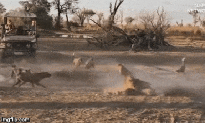 Video: Sư tử cắn gãy cổ chó hoang để bảo vệ con
