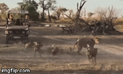 Video: Sư tử mẹ đơn độc đại chiến 16 con chó hoang để bảo vệ con
