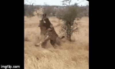 Video: Sư tử đoạt mạng hươu con tội nghiệp bằng nhát cắn hiểm ác