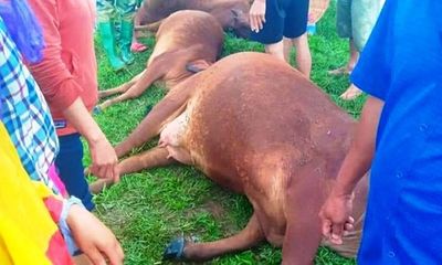 Sét đánh khiến 1 người nguy kịch, 6 con bò chết tại Hà Tĩnh
