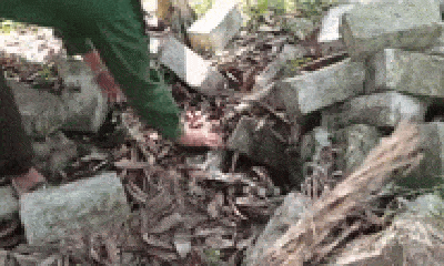 Rợn người cảnh tay không bắt 15 con rắn cạp nong cực độc trong đống gạch