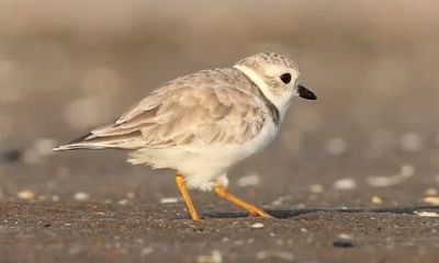 Video: Chim choi choi sử dụng chiêu độc khiến con mồi tự đội cát ngoi lên nạp mạng