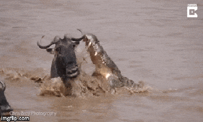 Video: Cá sấu khổng lồ tung nhát cắn chí mạng dìm chết linh dương đầu bò đang sang sông