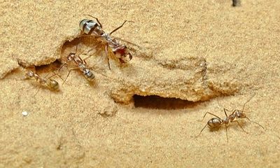 Cận cảnh loài kiến chạy nhanh nhất thế giới với tốc độ gây choáng váng, gần 1 mét/giây