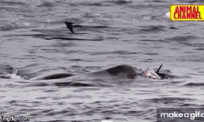 Video: Báo biển chặn đường, xé xác chim cánh cụt trong chớp mắt