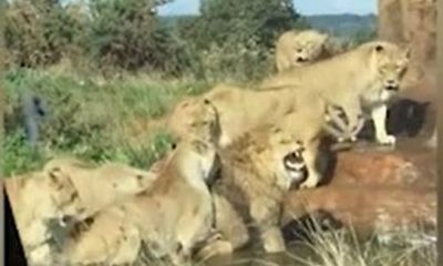 Video: Chó tấn công đàn sư tử và cái kết bất ngờ