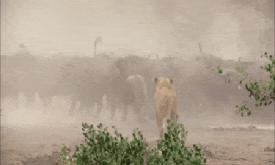 Video: Đơn độc xông vào lãnh thổ bầy trâu rừng, sư tử nhận cái kết thảm