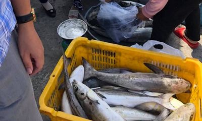 Kiên Giang: Hàng chục tấn cá lồng bè chết ồ ạt không rõ nguyên nhân
