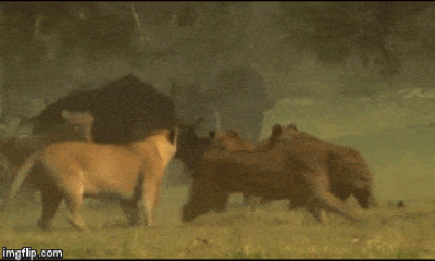 Video: Trâu rừng đánh giáp lá cà với bầy sư tử háu đói, ai sẽ là kẻ chiến thắng?