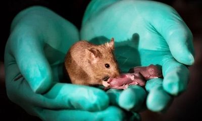 Phôi thai không cần tinh trùng và trứng đã thí nghiệm thành công trên chuột