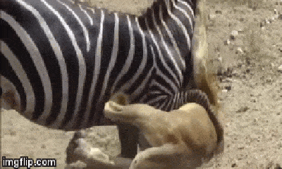 Video: Ngựa vằn thoát chết 