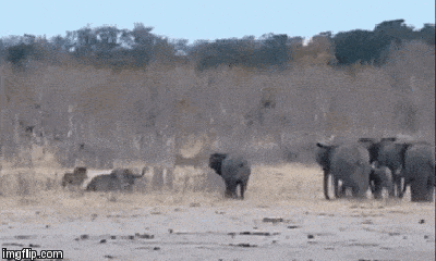 Video: Bị sư tử tấn công, voi con run cầm cập chờ chết thì kỳ tích xảy ra