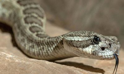 Video: Mải săn mồi, rắn đuôi chuông bất ngờ bị diều hâu xé thịt