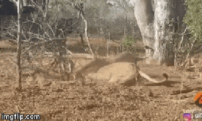 Video: Sư tử đực hì hụi thi nhau đào đất, một lúc sau người ta mới hiểu nguyên nhân việc này