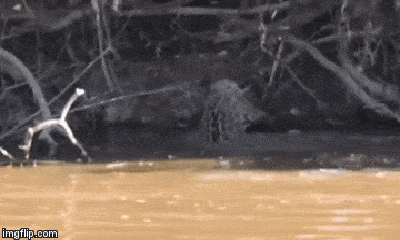 Video: Cuộc chiến sinh tử giữa cá sấu và báo đốm, kẻ thua cuộc chịu kết cục bi thảm