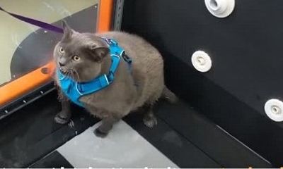 Video: Chú mèo 11 kg tập thể dục giảm béo gây 