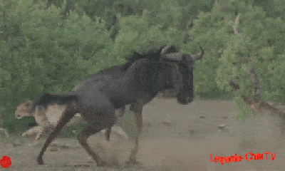 Video: Bị gãy chân, linh dương vẫn đột phá vòng vây của đàn báo săn khiến kẻ săn mồi phải bỏ cuộc