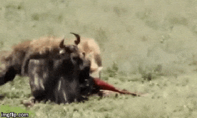 Video: Linh dương đầu bò tội nghiệp bị 2 con linh cẩu xé xác ngay khi còn sống