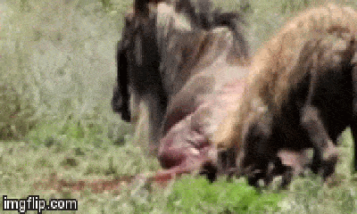 Video: Báo săn háu đói quyết liệt tấn công xé xác linh dương non 