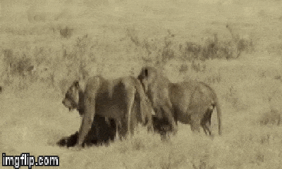  Video: Bầy trâu hợp sức tấn công sư tử để bảo vệ nghé con