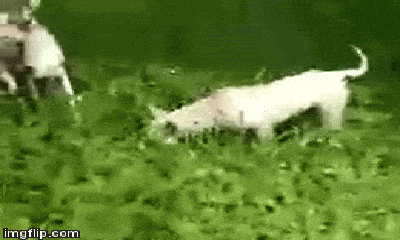 Video: Rắn hổ mang bị đàn chó nhà bao vây, cắn cho thập tử nhất sinh