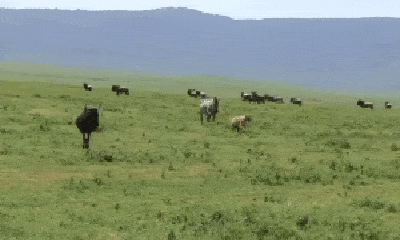 Video: Linh cẩu ma mãnh lẻn vào giữa bầy ngựa vằn định bắt con non nhưng bị đuổi đánh trối chết