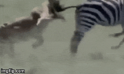 Video: Ngựa vằn tung cú đá 