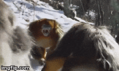 Video: Khỉ tuyết quyết chiến khốc liệt giành thức ăn trong thời tiết lạnh giá