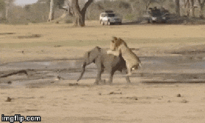 Video: Voi con dũng mãnh tháo chạy khỏi sư tử, liệu có xảy ra kỳ tích?