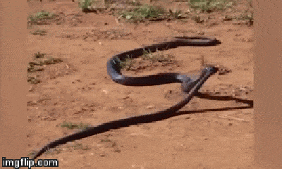 Video: Rùng mình cảnh rắn cắn đồng loại rồi kéo xác vào bụi rậm