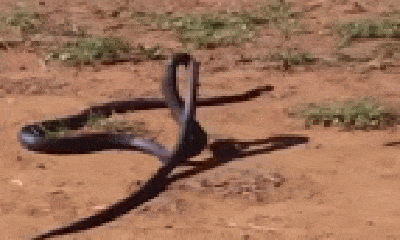 Video: Rùng mình cảnh rắn hổ mang đen hạ gục, nuốt chửng đồng loại