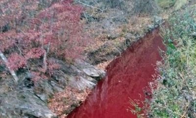 Tin tức đời sống mới nhất ngày 14/11/2019: Kinh hãi cảnh dòng sông nhuộm đỏ màu máu lợn bệnh