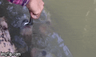 Video: Kỳ lạ đàn cá phải dùng thìa bón cơm mới chịu ăn