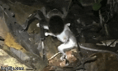 Video: Nhện khổng lồ phun nọc độc, săn thằn lằn trong nháy mắt