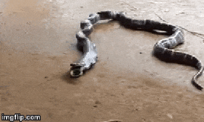 Video: Nuốt chửng đồng loại dài gấp rưỡi, rắn cạp nia quằn quại nôn trả