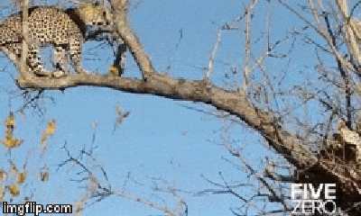 Video: Kéo xác con mồi lên cây cao, báo hoa mai bị kẻ thù dồn đến ngõ cụt