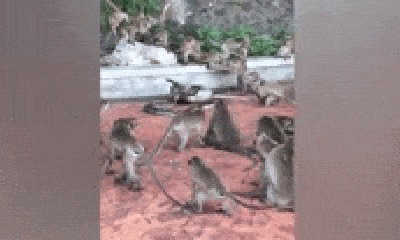 Video: Thấy trăn khổng lồ quấn chặt khỉ già, cả bầy hoảng hốt tấn công, giải cứu đồng loại