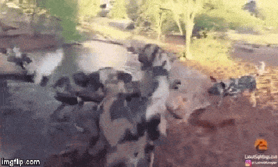 Video: Linh cẩu đốn ngã lợn lòi rồi lôi ra khỏi vũng nước ăn thịt