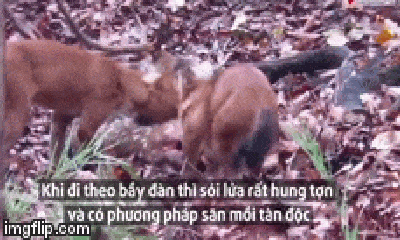 Video: Hươu đốm bất lực để bầy sói xé xác cho đến chết 