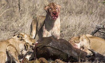 Video: 17 con sư tử háu đói xé xác 2 con trâu rừng trong đêm